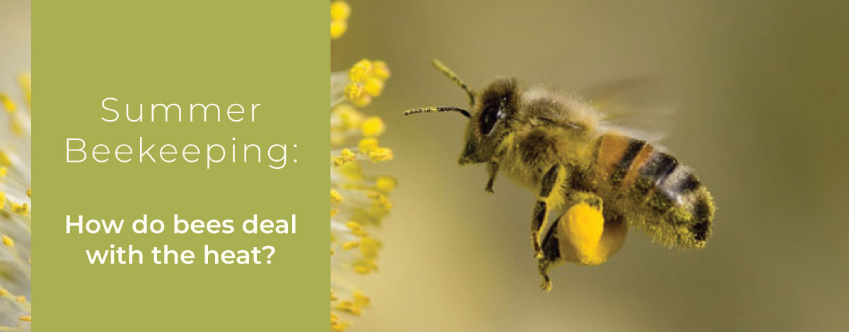 summer-beekeeping