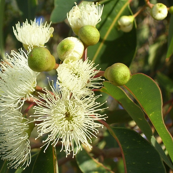 Corymbia-calophylla-1-Friends-of-Queens-Park