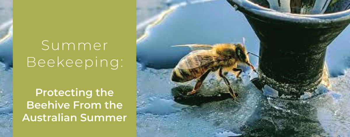 Fewsters-Dec-2024-beekeeping