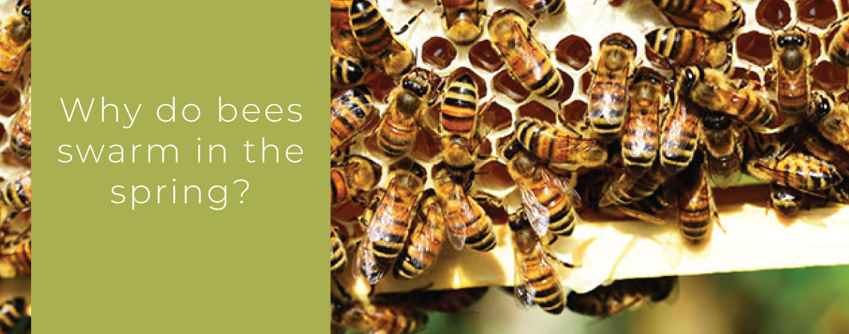 Fewsters-Nov-2024-swarm